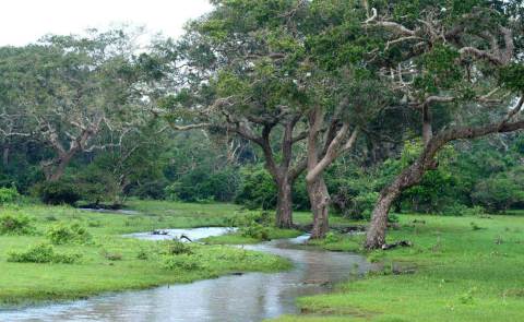 Yala, Sri Lanka